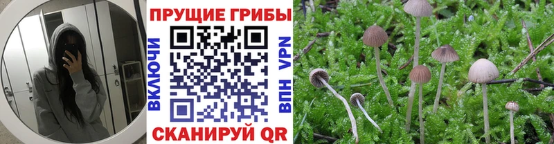 Купить закладки  Кувандык  Галлюциногенные грибы Magic Shrooms 